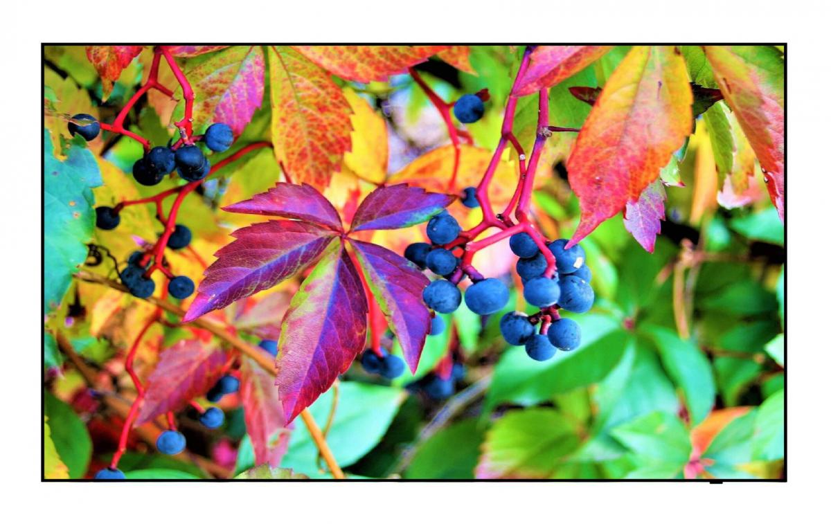 115C7K Kalibracja i sprawdzenie matrycy w cenie. Boisz się wysyłki kurierem? Zadzwoń 600 727 726 ustalimy koszt bezpiecznego transportu i montażu